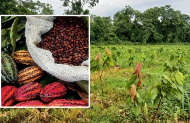 cacao-3