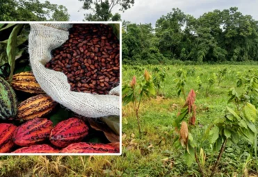 cacao-3