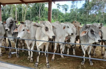 ganaderia