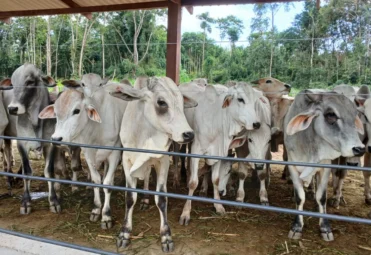 ganaderia